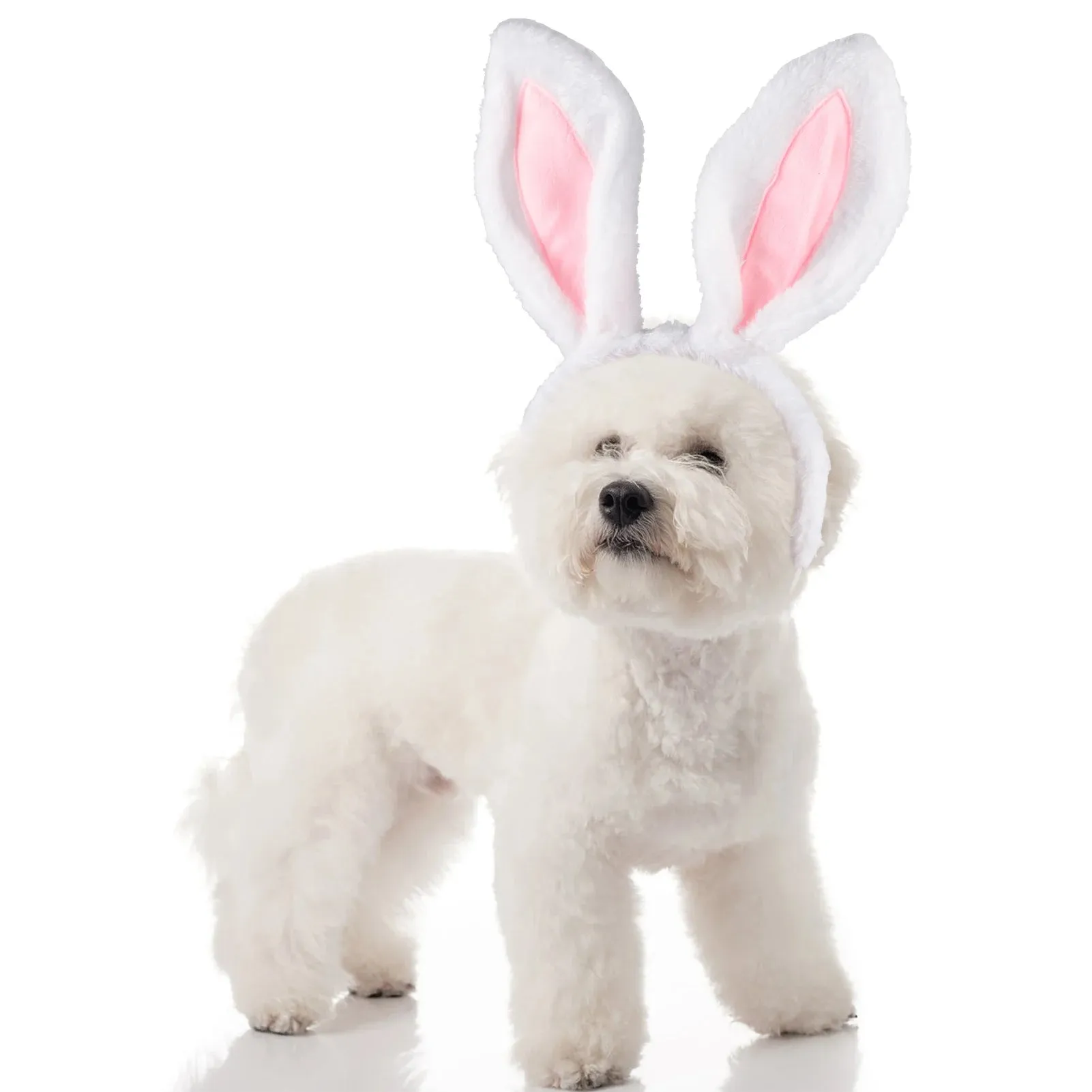 Easter Dog Collar with Bowtie Bunny Carrots Adjustable Cute Pink Anniepaw
