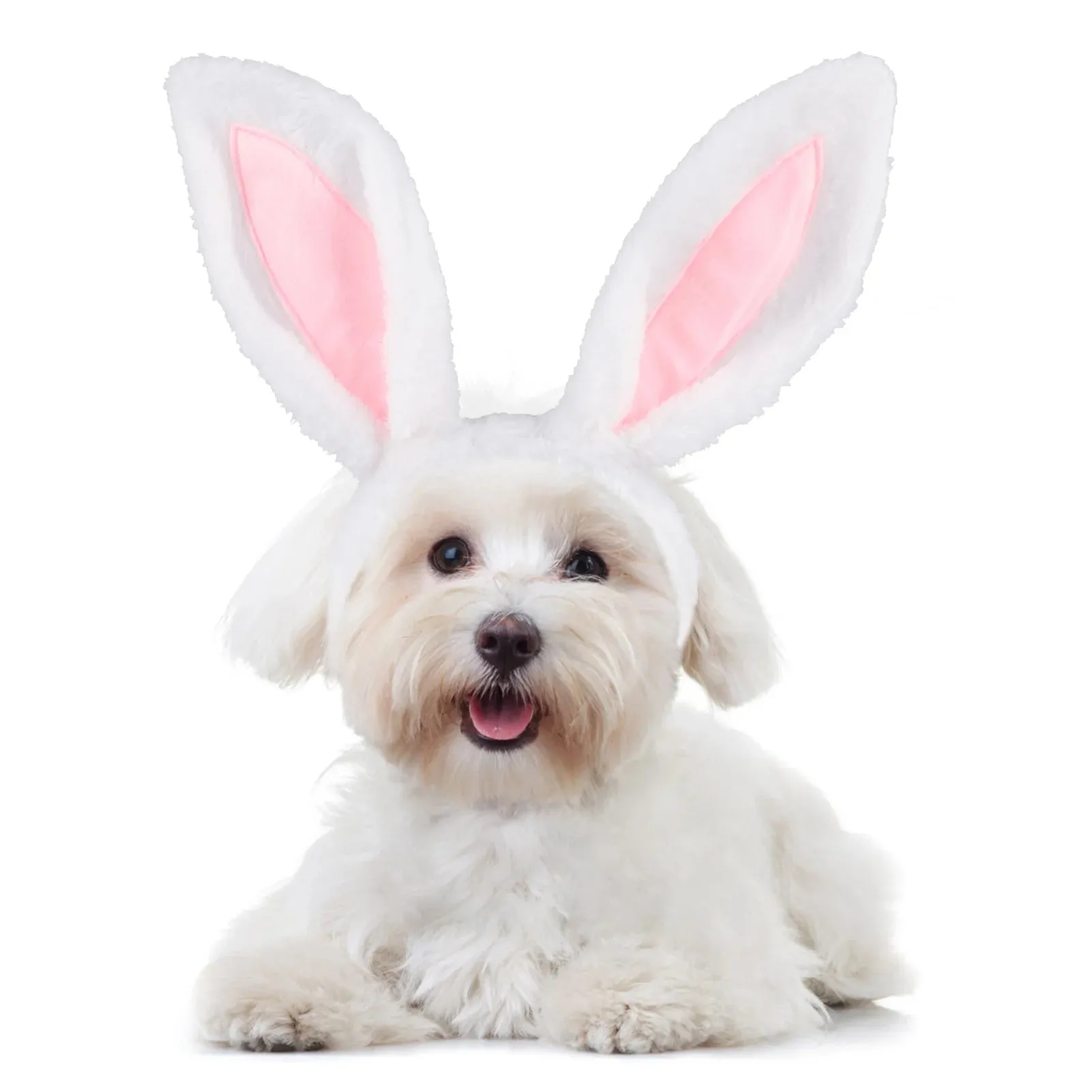 Easter Dog Collar with Bowtie Bunny Carrots Adjustable Cute Pink Anniepaw